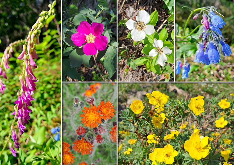 Blumen Alaska