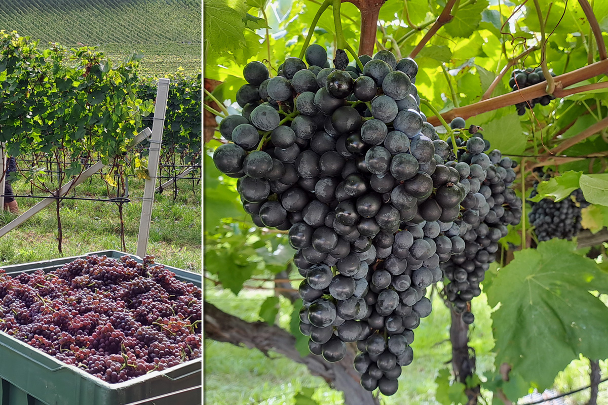 Weinlese